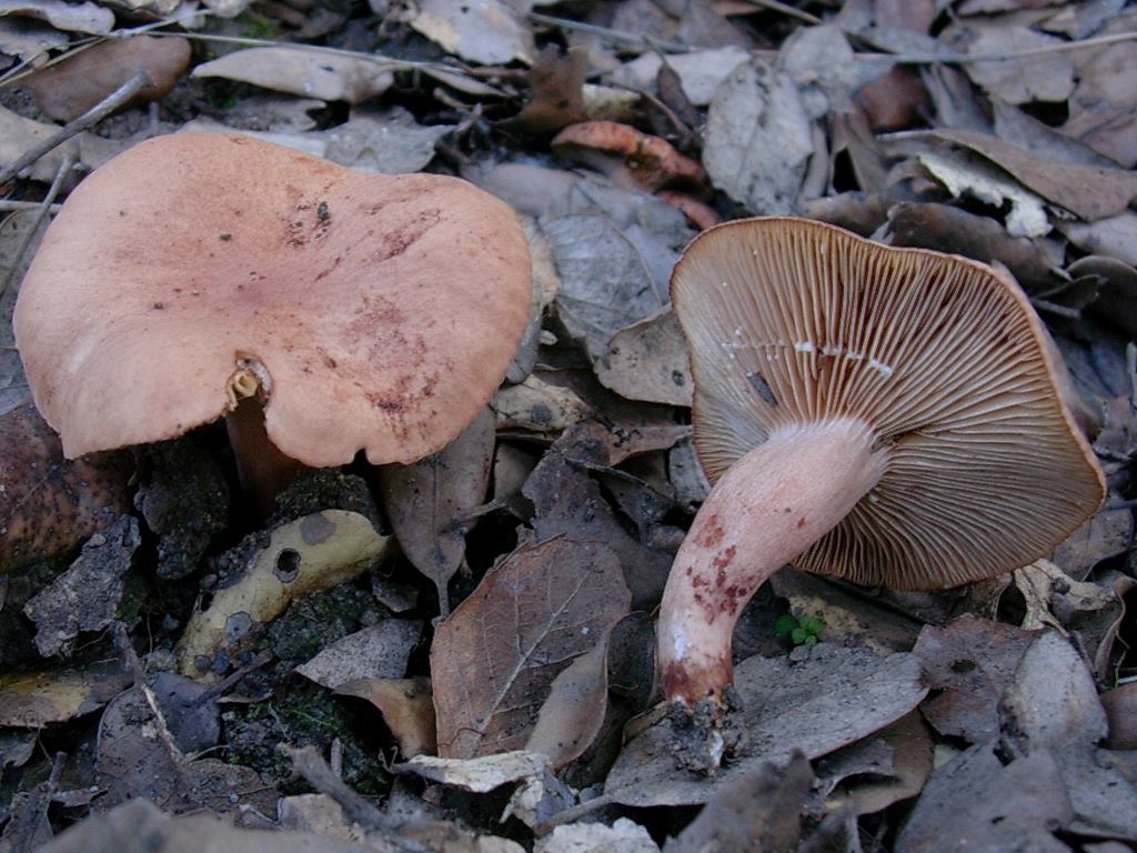 1802 Ottobre vecchio ritrovamento